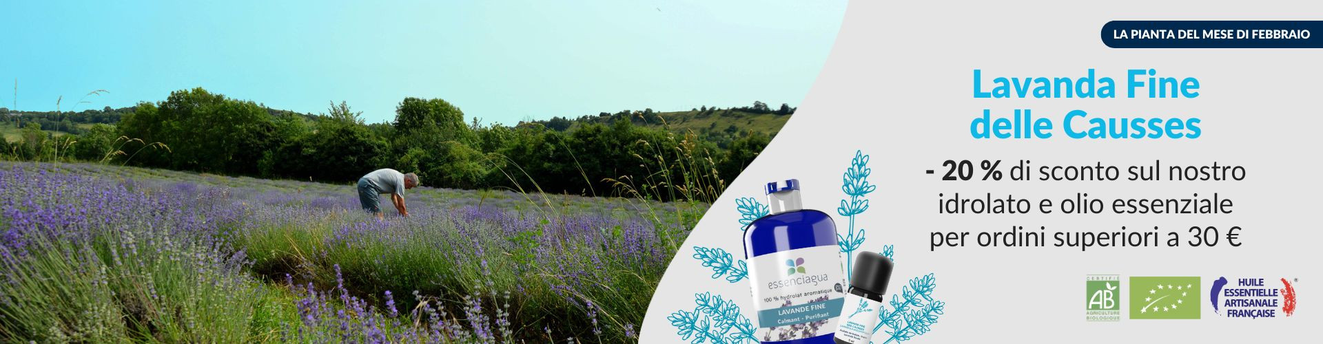 Lavande Fine des Causses